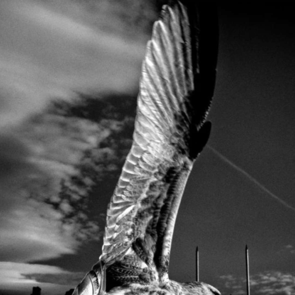 Black and white close up of a bird's wing