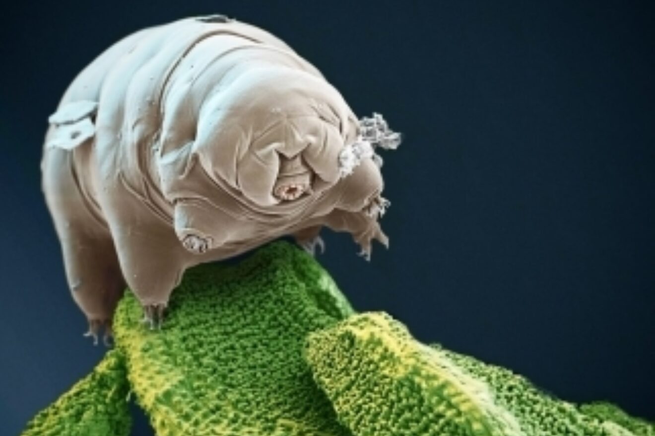 Philip Connaughton Talks Tardigrade