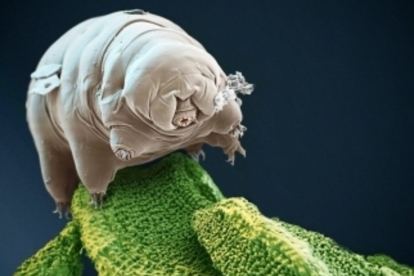 Philip Connaughton Talks Tardigrade